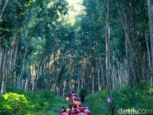 Video: Hutan Mirip Fangorn di Lord of The Rings di Banyuwangi
