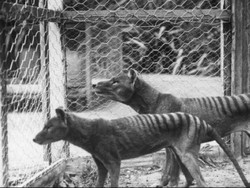 Ilmuwan Australia Temukan Ratusan Fosil Jejak Binatang Purba di Pulau Kanguru