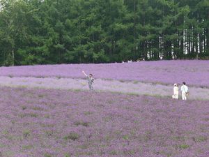 Bagai Lukisan, Inikah Kebun Lavender Terindah di Jepang?
