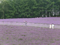 Bagai Lukisan, Inikah Kebun Lavender Terindah di Jepang?