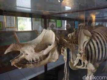 Jangan Seperti Harimau Jawa yang Tahu-tahu Punah