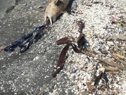 Bau Amis, Lumba-lumba Mati di Pesisir Cumpat Dibawa ke Tengah Laut