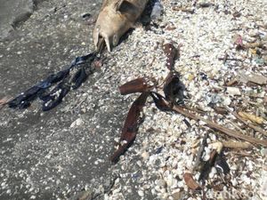 Bau Amis, Lumba-lumba Mati di Pesisir Cumpat Dibawa ke Tengah Laut Bau Amis, Lumba-lumba Mati di Pesisir Cumpat Dibawa ke Tengah Laut