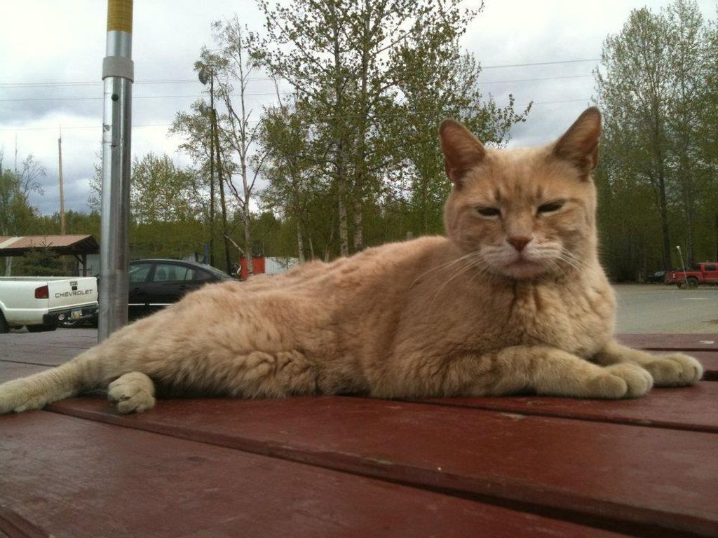 Kisah Seekor Kucing yang Jadi Wali Kota Kehormatan di Alaska