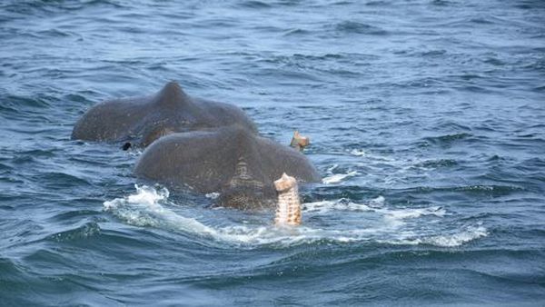 Foto: Penyelamatan 2 Ekor Gajah yang Hanyut ke Laut Sri Lanka