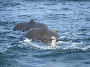 Foto: Penyelamatan 2 Ekor Gajah yang Hanyut ke Laut Sri Lanka Foto: Penyelamatan 2 Ekor Gajah yang Hanyut ke Laut Sri Lanka