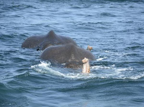 Foto: Penyelamatan 2 Ekor Gajah yang Hanyut ke Laut Sri Lanka