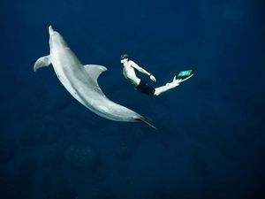 Mengenal Freediving, Cara, Lisensi, Hingga Spot Terbaik di Tanah Air Mengenal Freediving, Cara, Lisensi, Hingga Spot Terbaik di Tanah Air