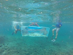 Cara Susi Selamatkan Stok Mutiara di Laut RI