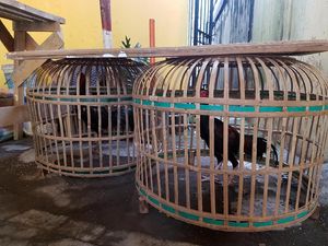 Pejudi Kabur saat Polisi Sukabumi Gerebek Arena Sabung Ayam