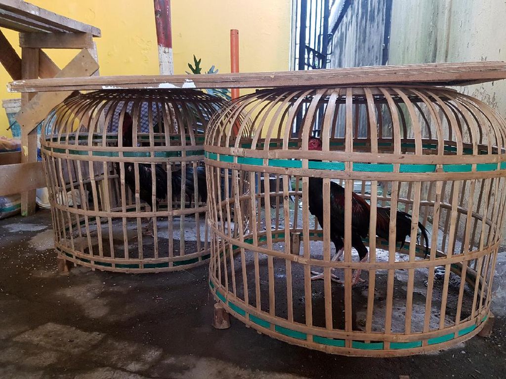 Pejudi Kabur saat Polisi Sukabumi Gerebek Arena Sabung Ayam Pejudi Kabur saat Polisi Sukabumi Gerebek Arena Sabung Ayam