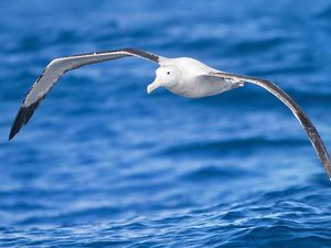 Berapa Usia Maksimal Burung Bisa Hidup? Ini Rekornya Berapa Usia Maksimal Burung Bisa Hidup? Ini Rekornya