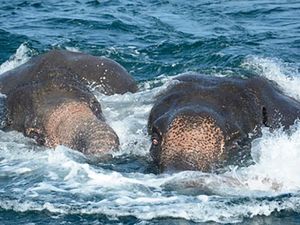 Hanyut ke Laut, 2 Ekor Gajah Diselamatkan Militer Sri Lanka