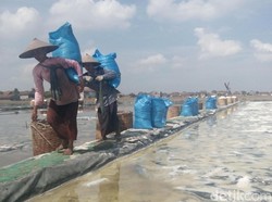 Ibarat Judi, Begini Suka Duka Petani Garam