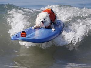 Foto: Ketika Anjing Main Surfing, Lucu Banget..