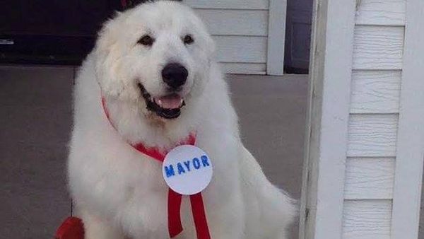 Ketika Binatang Gantikan Peran Manusia