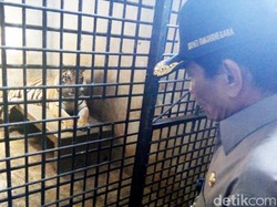 Bayi Harimau Benggala yang Lahir di Banjarnegara Diberi Nama Lusi
