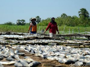 Garam  Mahal, Pengusaha Ikan Asin di Rembang Turunkan Produksi