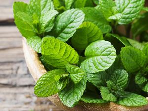 10 Rebusan Daun untuk Redakan Batuk yang Alami dan Efektif 10 Rebusan Daun untuk Redakan Batuk yang Alami dan Efektif