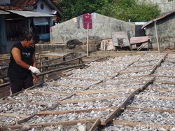 Produsen Ikan Asin Jepara Kesulitan Mendapatkan Garam