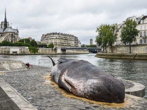 Bangkai Paus Raksasa Bikin Geger Paris, Ternyata Ini Faktanya