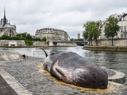 Bangkai Paus Raksasa Bikin Geger Paris, Ternyata Ini Faktanya