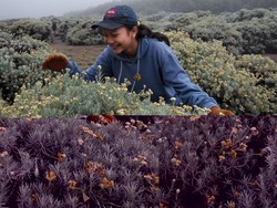 alam dengan aku didalamnya