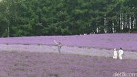 Foto: Ada Kebun Lavender Secantik Ini di Jepang