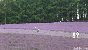Foto: Ada Kebun Lavender Secantik Ini di Jepang