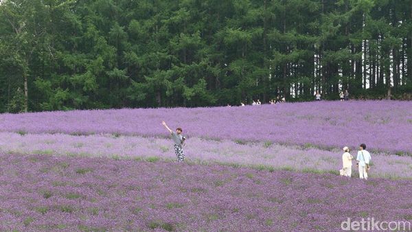 Foto: Ada Kebun Lavender Secantik Ini di Jepang