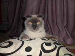 Cerita Kucing Jadi Walikota, Karena Banyak Manusia yang Korupsi