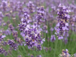 Catat! Tanam Lavender Saja Tak Cukup, Tetap Harus Bersihkan Sarang Nyamuk