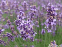 Catat! Tanam Lavender Saja Tak Cukup, Tetap Harus Bersihkan Sarang Nyamuk