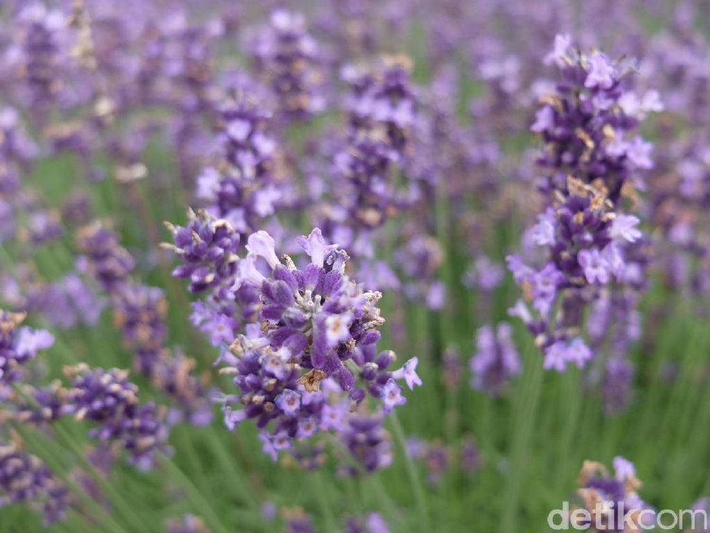 Catat! Tanam Lavender Saja Tak Cukup, Tetap Harus Bersihkan Sarang Nyamuk Catat! Tanam Lavender Saja Tak Cukup, Tetap Harus Bersihkan Sarang Nyamuk