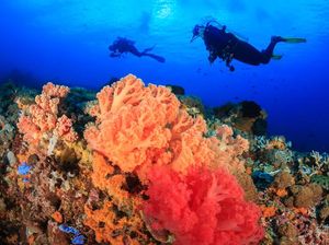 Foto: Sang Mantan Indonesia yang Jadi Tempat Menyelam Terbaik Asia Foto: Sang Mantan Indonesia yang Jadi Tempat Menyelam Terbaik Asia