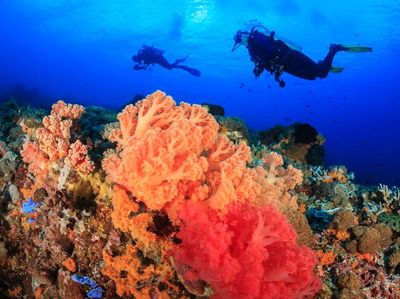 Foto: Sang Mantan Indonesia yang Jadi Tempat Menyelam Terbaik Asia