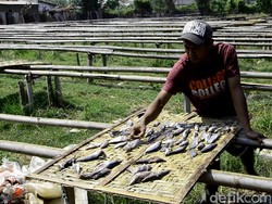 Kelangkaan Garam, Produsen Ikan Asin Pekalongan Berhenti Produksi