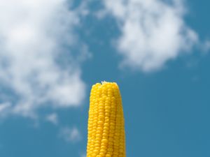 Mengapa Manusia Tidak Bisa Mencerna Biji Jagung?