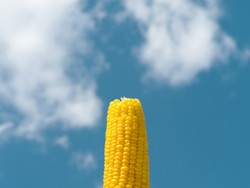 Begini Nih Cara Makan Jagung Gaya Hokkaido yang Ramai di Media Sosial