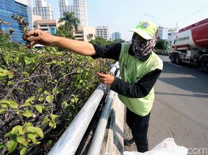 Perawatan Tanaman Hias di Flyover Matraman
