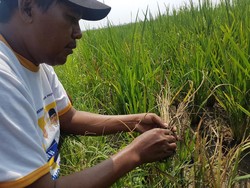 Petani di Serang Terancam Gagal Panen Karena Wereng