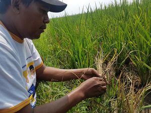 Petani di Serang Terancam Gagal Panen Karena Wereng Petani di Serang Terancam Gagal Panen Karena Wereng