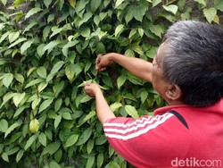 Hampir Punah, Cabai Jamu Kembali Dibudidayakan Warga Banyuwangi