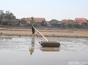 Tergiur Harga Mahal, Petambak di Brebes Beralih Jadi Petani Garam