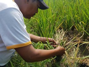 Diserang Wereng, 8 Ribu Hektar Sawah di Banten Terancam Gagal Panen Diserang Wereng, 8 Ribu Hektar Sawah di Banten Terancam Gagal Panen