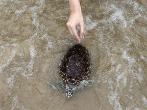 Rayakan HUT Raja, Warga Thailand Lepaskan 1.066 Penyu ke Laut