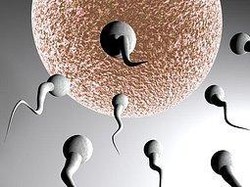 Konsentrasi Sperma Pria Barat Alami Penurunan