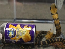 Hiii, Ada 3 Ular Kobra di Kaleng Keripik Kentang Ini