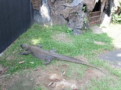 Ini Tempat Melihat Komodo di Jakarta