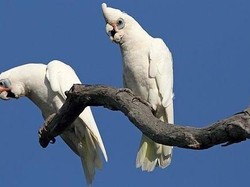 Burung Kakatua Corella Bermain Komidi Putar di Turbin Ventilasi Udara